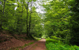 la forêt de la Pierre-Percée