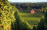 les vendanges