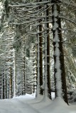 three firs