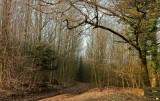 la forêt de Lutzelhouse