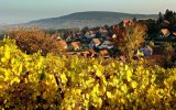 Rosenwiller, golden vines