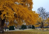 the big ginkgo tree