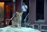 A cat on a carpet on Klod Farer (Claude Farrre) Street, Istanbul - 6913