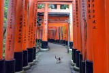 Fushimi Inari Shrine, Kyoto - 9383