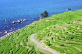 Senmaida terraced rice fields, Noto Peninsula - 1108