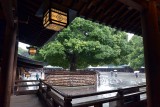Meiji Shrine - Tokyo - 3777
