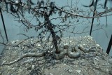 Anselm Kiefer - 7057