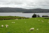 Isle of Skye - 8703