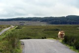 Scottish Highland Cow, Isle of Skye - 9432