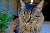 Barn cat