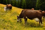 MORZINE.Alps Cows.