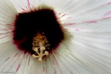 Heart of Hollyhock