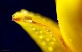 Tulip droplets
