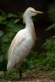 The Little Heron named Western Cattle Egret