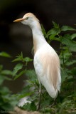 The Little Heron named Western Cattle Egret