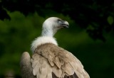 VULTURE