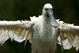 SPOONBILL