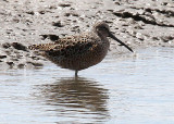Short-billed Dowitcher, en route Bulls Island, Cape Romain NWR, 05/02/2015