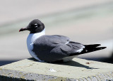 Laughing Gull, Garris Landing, Cape Romain NWR, 05/02/15