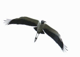 Wood Stork, Donnelley WMA, Green Pond, 05/03/15