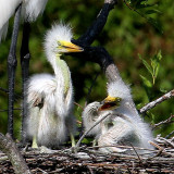 Great Egret 2-week-old chicks, Cypress Wetlands, Port Royal, 05/03/15