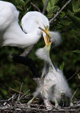 Great Egret chicks begging, Feed me, feed me, feed me! Cypress Wetlands, Port Royal, 05/03/15