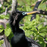 Anhinga male, Cypress Wetlands, Port Royal, 05/03/2015