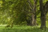 A Palette of Greens