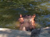 Peekaboo (elephant video on my YouTube http://youtu.be/llyXJTsjwfA  )