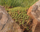 Euphorbia clavaroides var. truncata