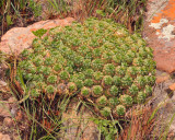 Euphorbia clavaroides var. truncata.