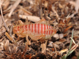 Scorpion mimicing cricket
