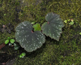 Begonia sp.