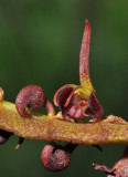 Bulbophyllum sandersonii. Close-up.