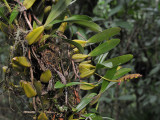 Bulbophyllum sandersonii.