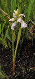 Eulophia leontoglossa