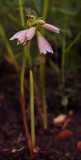 Eulophia leontoglossa. Pink.