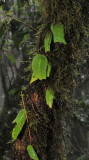 Streptocarpus sp.