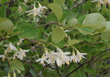 Styrax officinalis. Closer.