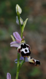 Ophrys reinholdii subsp. straussii