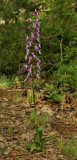 Orchis pinetorum