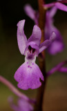 Orchis pinetorum. Close-up.