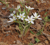 Ornithogalum sp. 