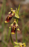 Ophrys isaura. Closer.