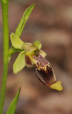 Ophrys isaura. Close-up.