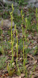 Ophrys cilicica