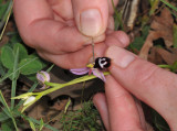 Pollinating Ophrys reinholdii subsp. strausii. Close-up.
