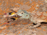 Agama aculeata with lunch. Closer.