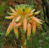 Aloe ecklonis. Close-up.