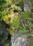 Aloe nubigena